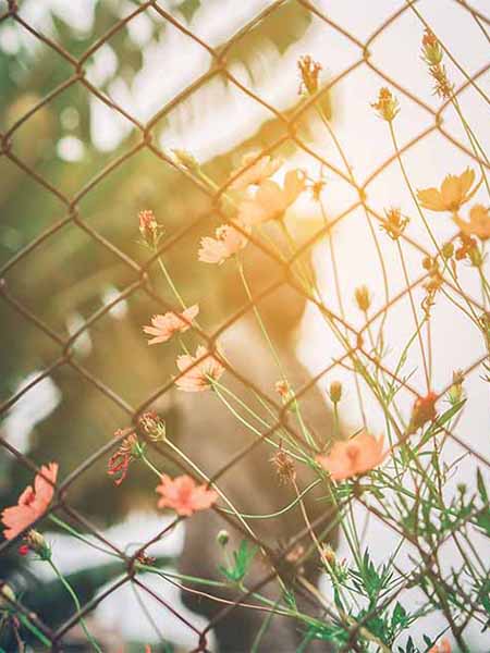 Chain link fence